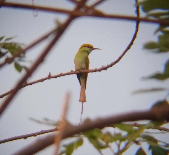 Asian bee eater