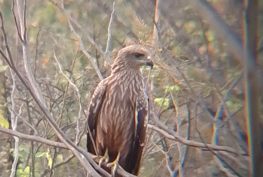 Black kite