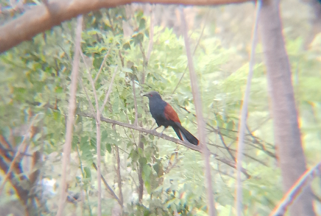 Greater coucal