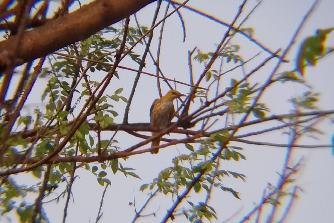 Indian golden oriole