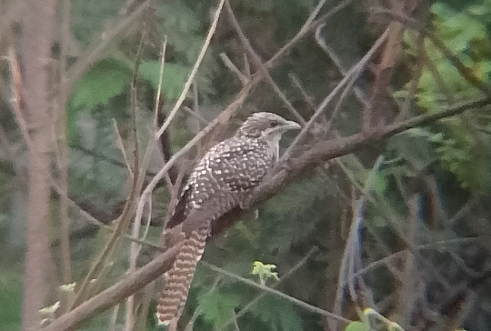 Koel