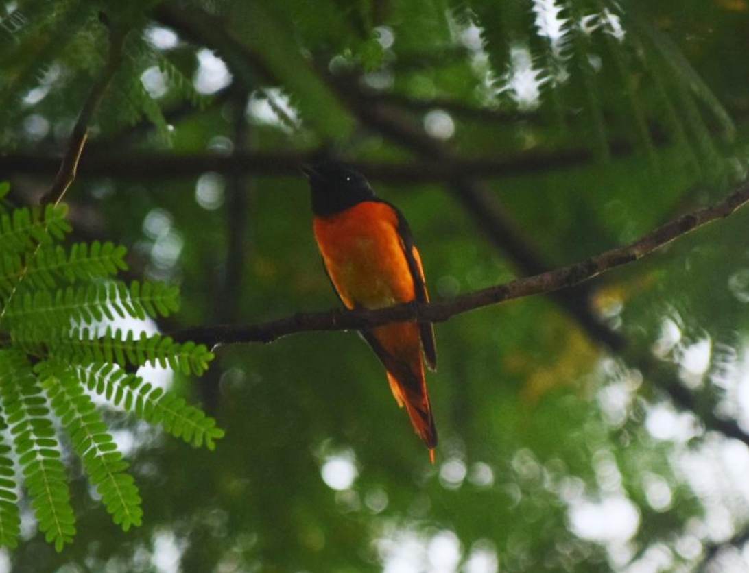 Orange minivet