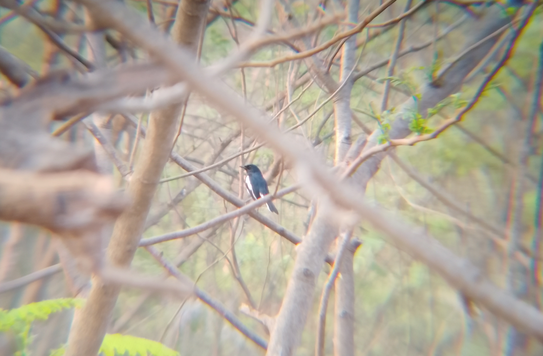 Oriental magpie robin
