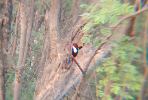 White throated kingfisher